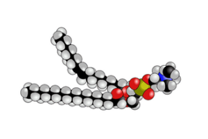 Space filling model of a phospholipid molecule.