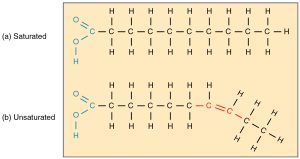 Chart contrasting the 2-dimensional line drawings of a saturated verses an unsaturated fatty acid.