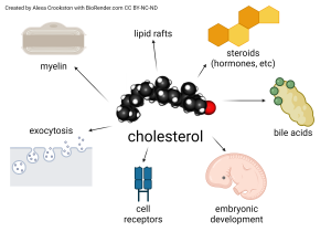 Illustration of the various pathways and products using cholesterol as a base molecule.