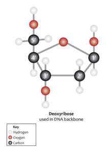 Ball-and-stick model of a deoxyribose molecule.