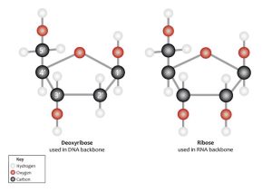 Ball-and-stick structural drawings of deoxyribose and ribose.