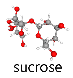 Ball-and-stick drawing of a sucrose molecule.