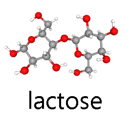 Ball-and-stick drawing of a lactose molecule.