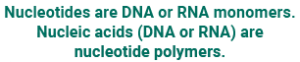 Text box saying: "Nucleotides are DNA or RNA monomers. Nucleic acids (DNA or RNA) are nucleotide polymers."