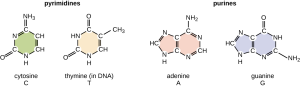 2-dimensional line drawings of the molecules cytosine, thymine, adenine, and guanine.