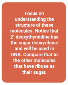 Text box saying: "Focus on understanding the structure of these molecules. Notice that 2'-deoxythymidine has the sugar deoxyribose and will be used in DNA. Compare that to the other molecules that have ribose as their sugar."