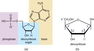 (A) 2-dimensional line drawing for the basic structure of a nucleotide molecule. (B) 2-dimensional line drawing for the basic structure of a deoxyribose molecule.