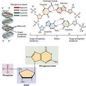 Composite image containing illustrations of a DNA double-helix, 2-dimensional line drawings of hydrogen bonds between nucleotides, and the core structure of a nucleotide.