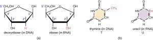 2-dimensional line drawings of deoxyribose, ribose, thymine, and uracil.