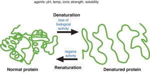 Illustration of protein before and after the denaturing process.