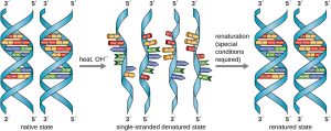Illustration demonstrating DNA denaturization and re-naturization.