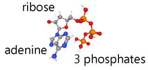 Ball-and-stick model of adenosine-triphosphate (ATP).