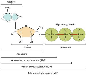 Label-dissected adenosine triphosphate molecule.