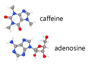 Ball-and-stick models of the molecules caffeine and adenosine.