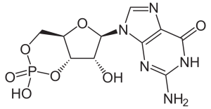 2-dimensional line drawing of cyclic GMP.