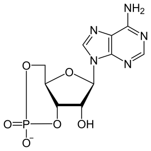 2-dimensional line drawing of the molecule cyclic adenosine monophosphate (cAMP).