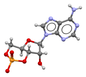 Ball-and-stick model of the molecule cAMP.