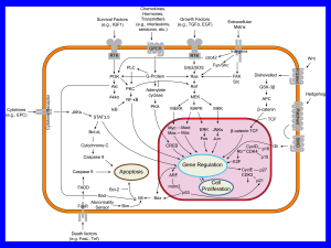 Simplified representation of major signal transduction pathways in mammals.