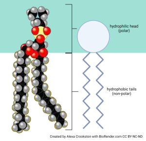 Side-by-side illustrations of a space-filling model of a phospholipid molecule (left) and a simplified structural drawing of a phospholipid molecule.