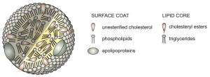 Labeled illustration of a lipoprotein molecule and its various constituent parts.