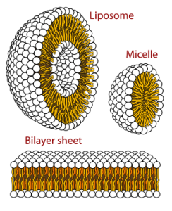 Cross-sectional view of the structures that can be formed by phospholipids in an aqueous solution: liposome, micelle, and bilayer sheet.