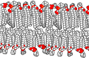 Animation of a phospholipid bilayer.