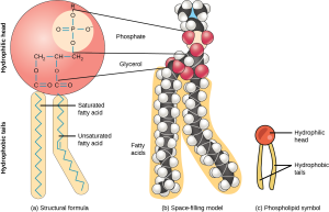 Composite image of side-by-side illustration of the phospholipid molecule in (a) structural formula form, (b) space-filling model form, (c) symbol form.