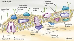 Illustration of a cell membrane phospholipid bilayer with various embedded biochemical features.