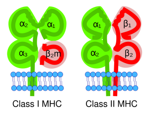 Illustration of showing the structure of MHC I and MHC II embedded in the phospholipid bilayer of a cell membrane.