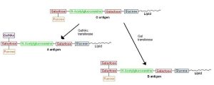 Flowchart scheme for A, B, and O antigens.