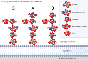 Illustration of A, B, and O glycolipid structures embedded in a cell membrane.