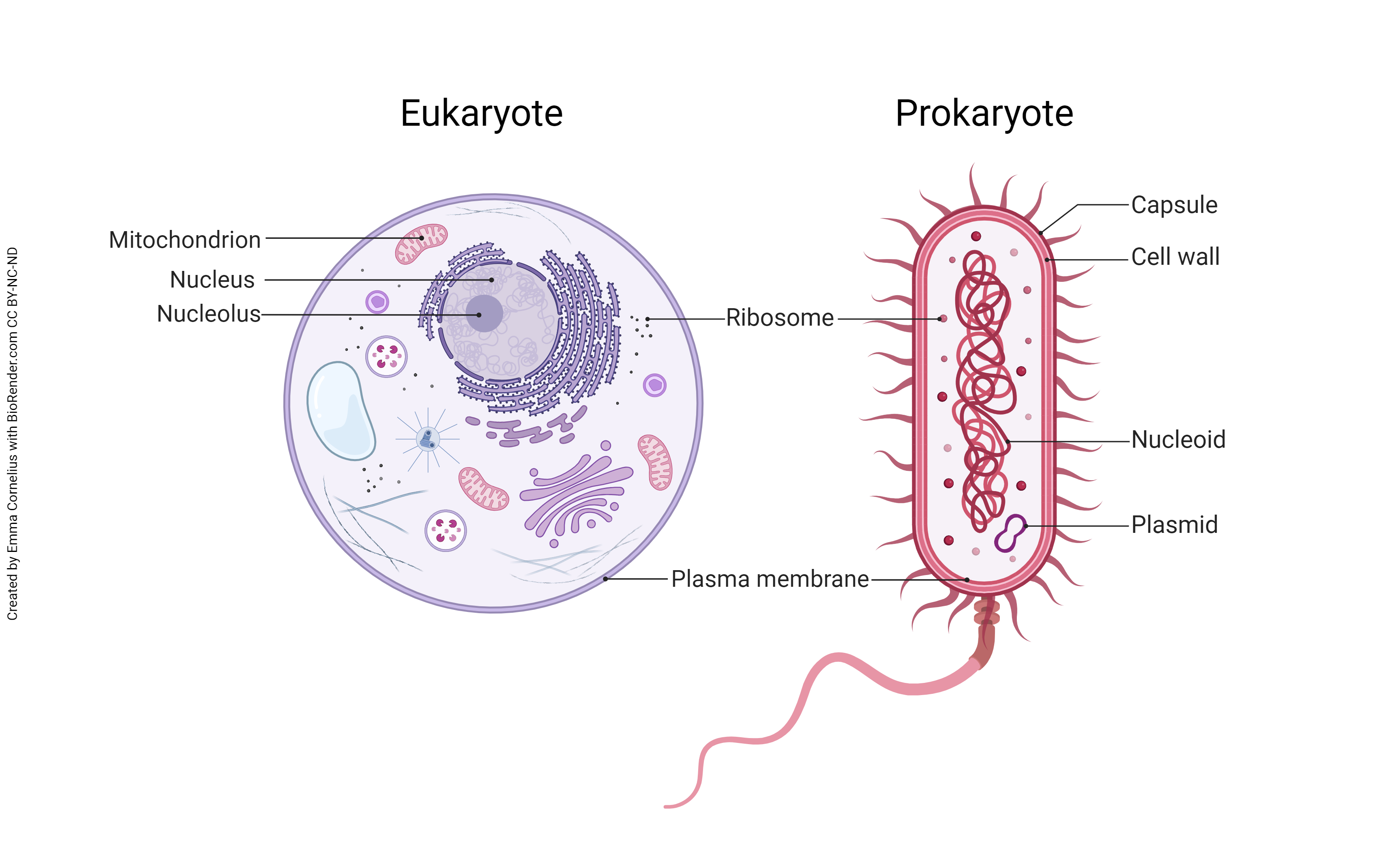 A diagram comparing a prokaryotic cell to a eukaryotic cell.
