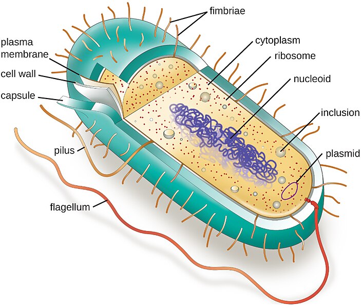 Diagram of prokaryotic cell showing the parts.
