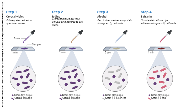 Diagram of Gram Staining Procedure