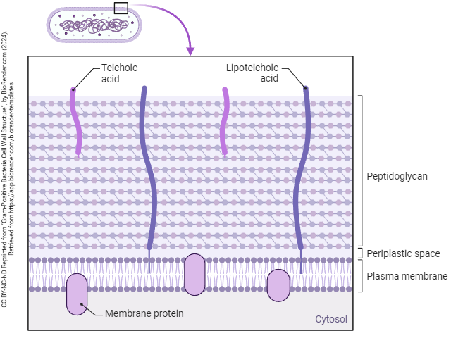 Diagram of Gram Positive Cell Wall