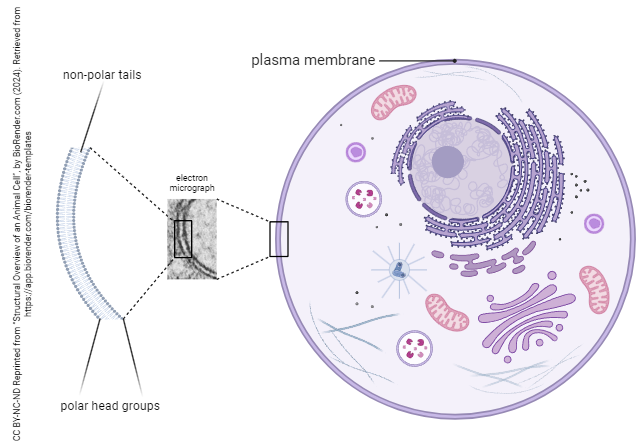 Diagram of the structural overview of an animal cell- specifically a plasma membrane.