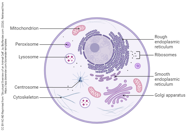 Diagram of a cell with cell structures.