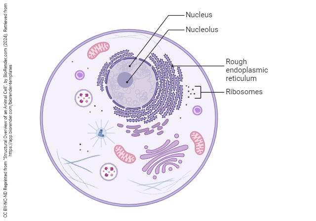 Diagram of a cell including nucleus and rough endoplasmic reticulum