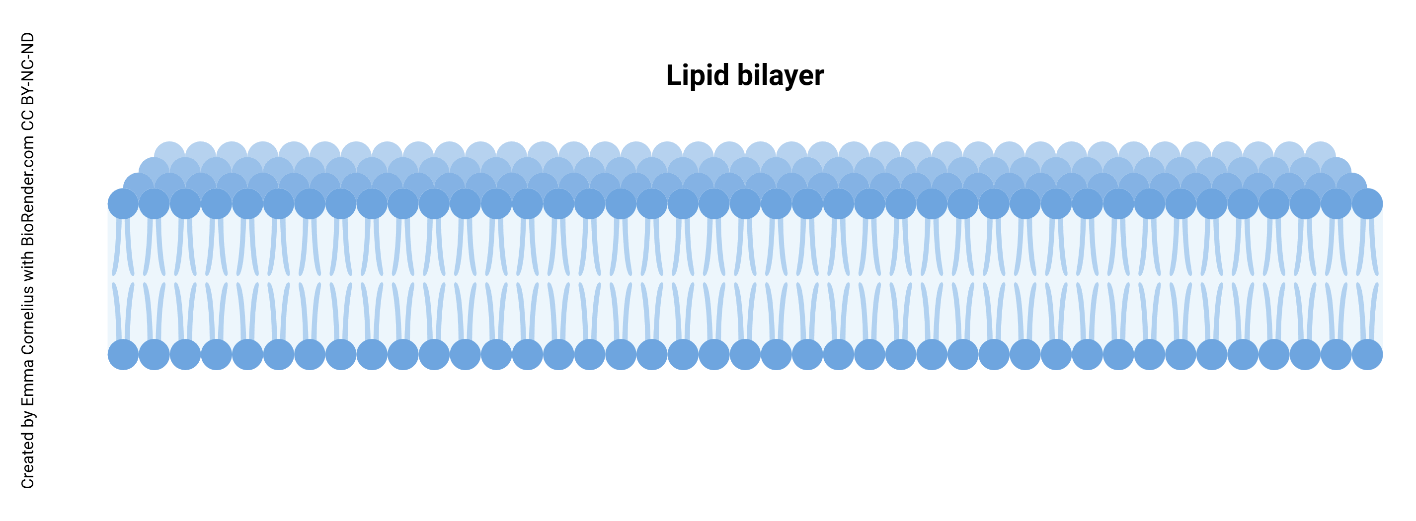 Diagram of a lipid bilayer.