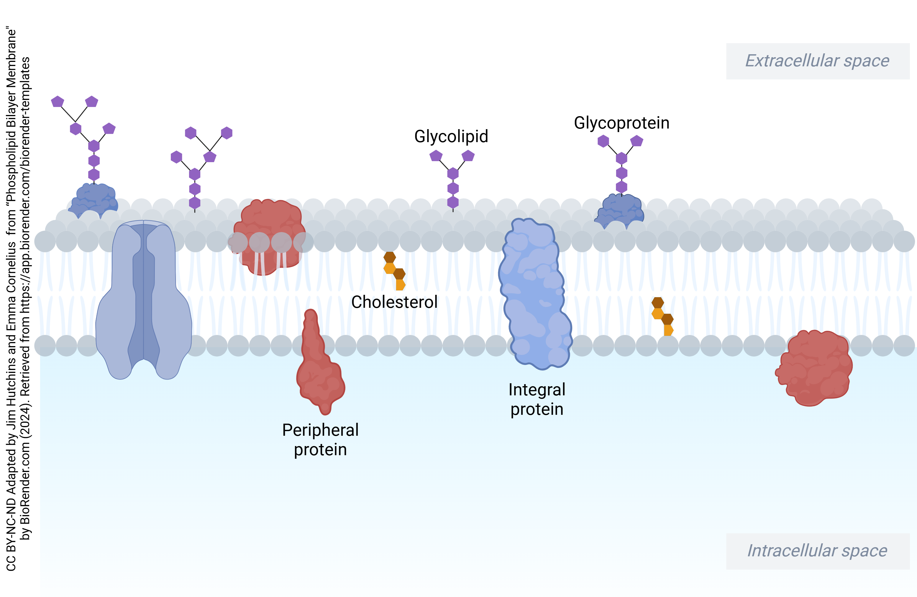 Diagram of phospholipid bilayer with cell membrane structures