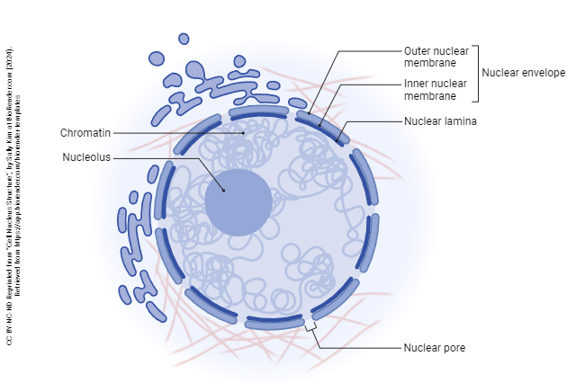 Diagram of cell nucleus including nuclear envelope, nuclear pore, chromatin, and nucleolus
