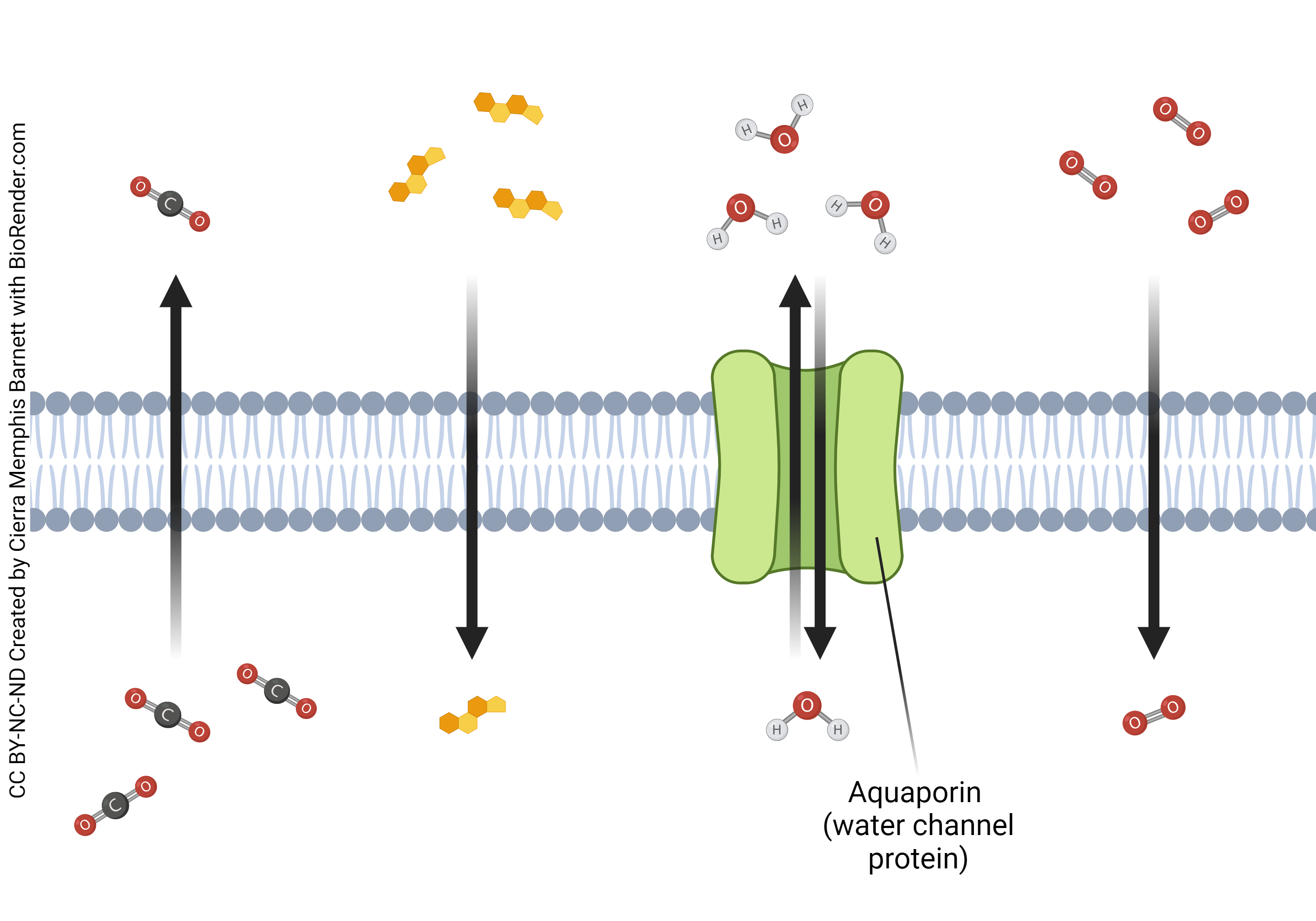 Diagram of simple diffusion and an aquaporin channel