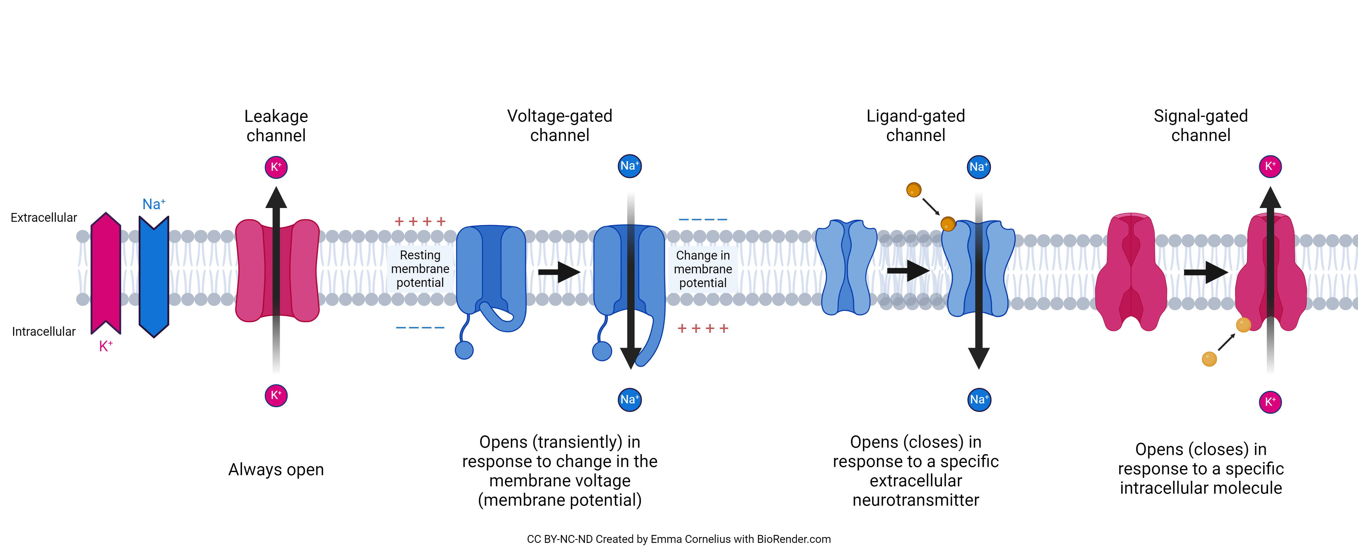 Diagram of ion channels including leakage channels, voltage gated channels, ligand gated channels, and signal gated channels.