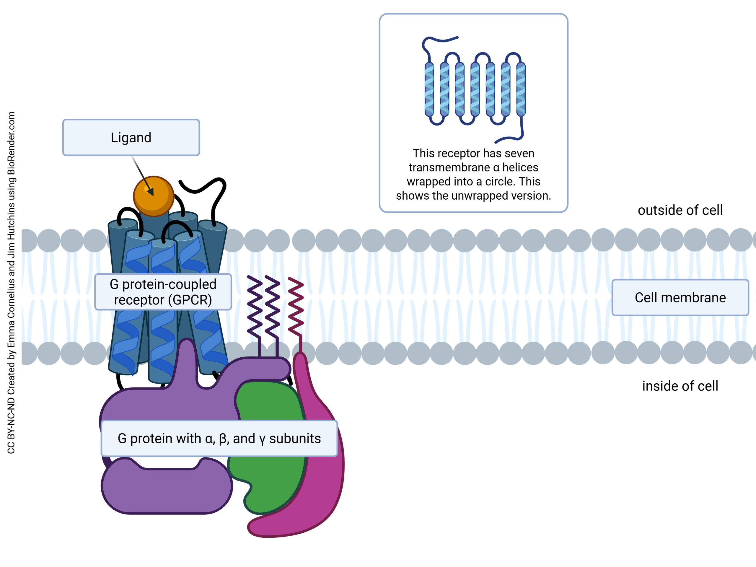 Diagram showing a receptor protein, in this case a G protein-coupled receptor (GPCR)