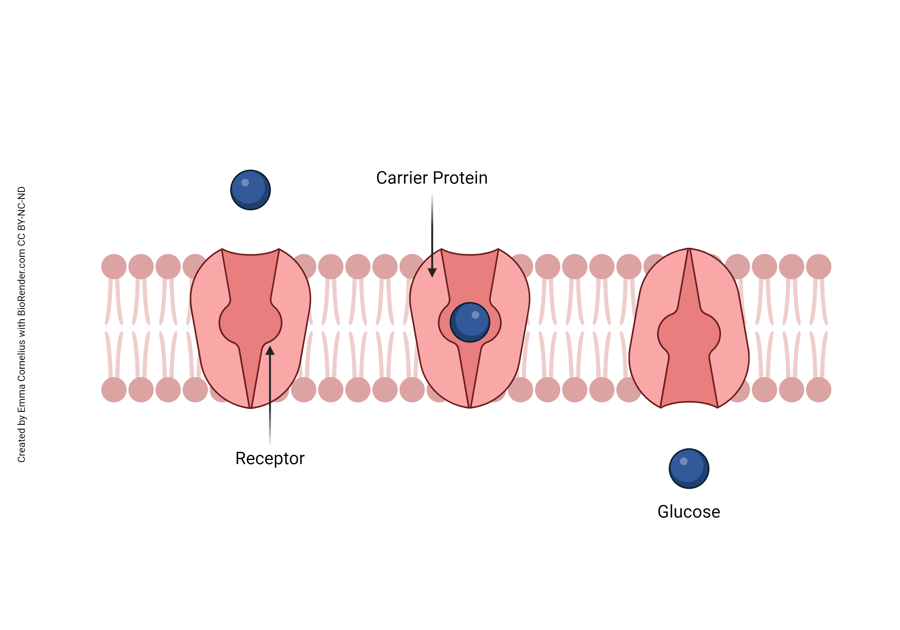 Diagram of carrier proteins