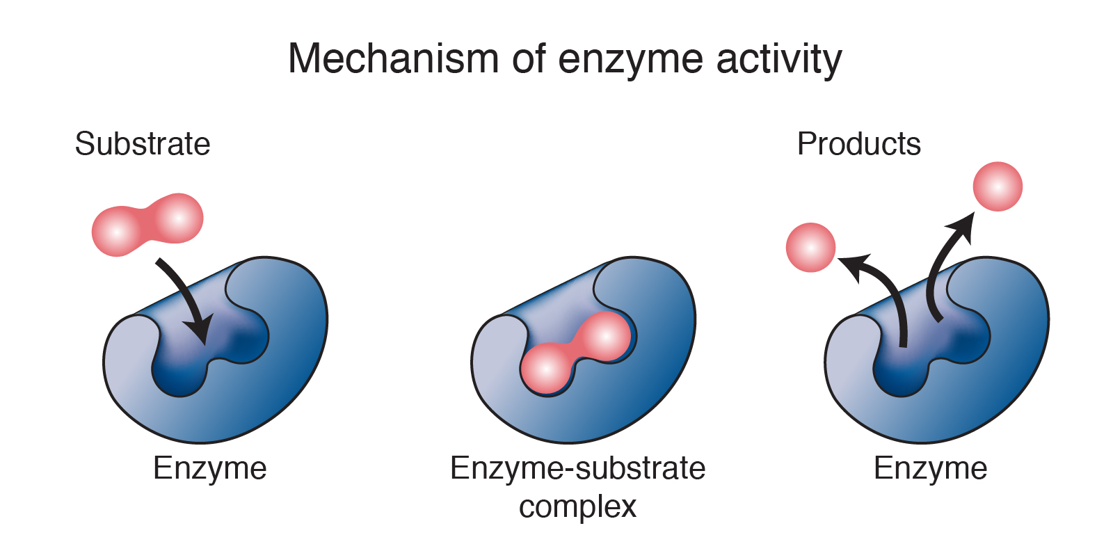 Diagram of the mechanism of enzyme activity