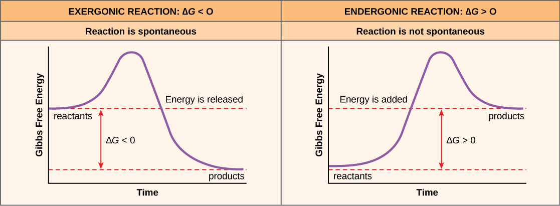 Graphs of exergonic and endergonic reactions