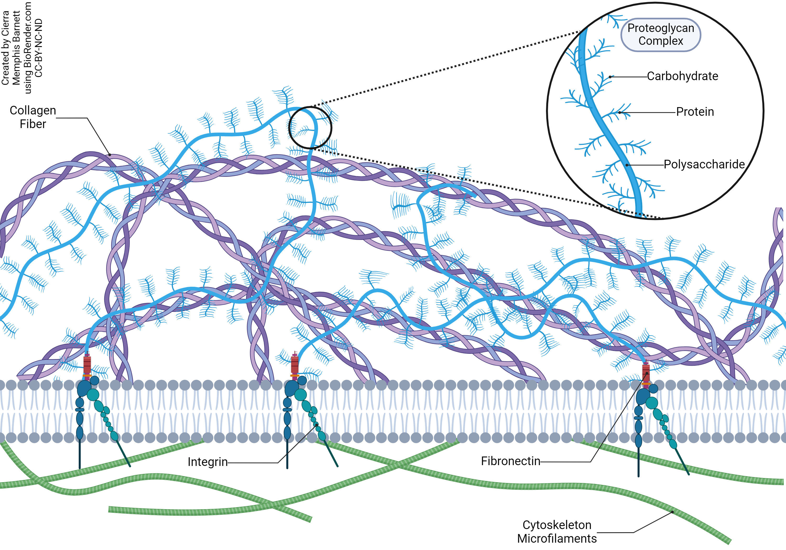 Diagram of linker proteins