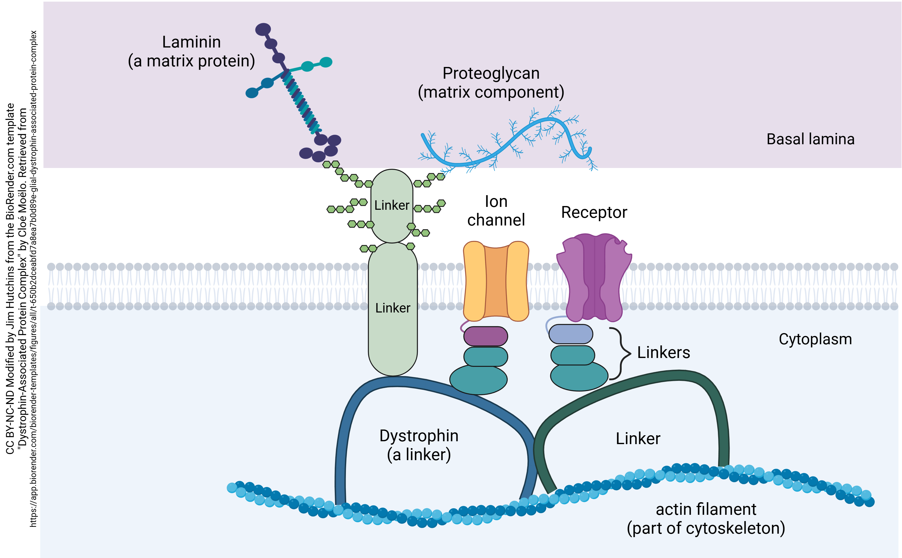 Diagram of linkers protein, ion channel, and receptor