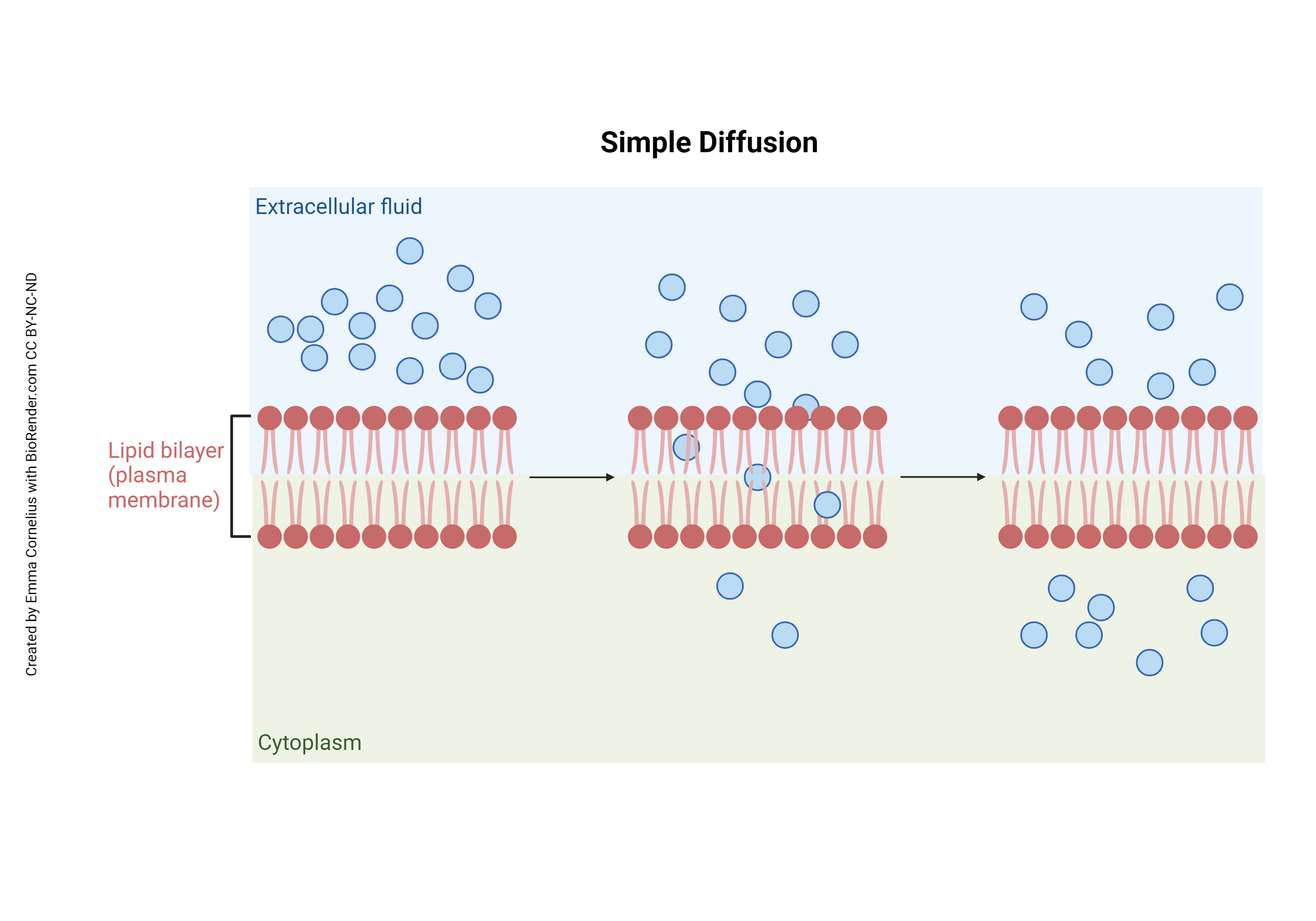 Diagram of simple diffusion across a lipid bilayer